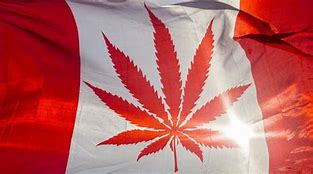 Canadá revisará impacto da legalização da cannabis quatro anos depois