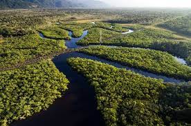 ONG gasta quase R$ 2 milhões do Fundo Amazônia com treinamento de 17 técnicos