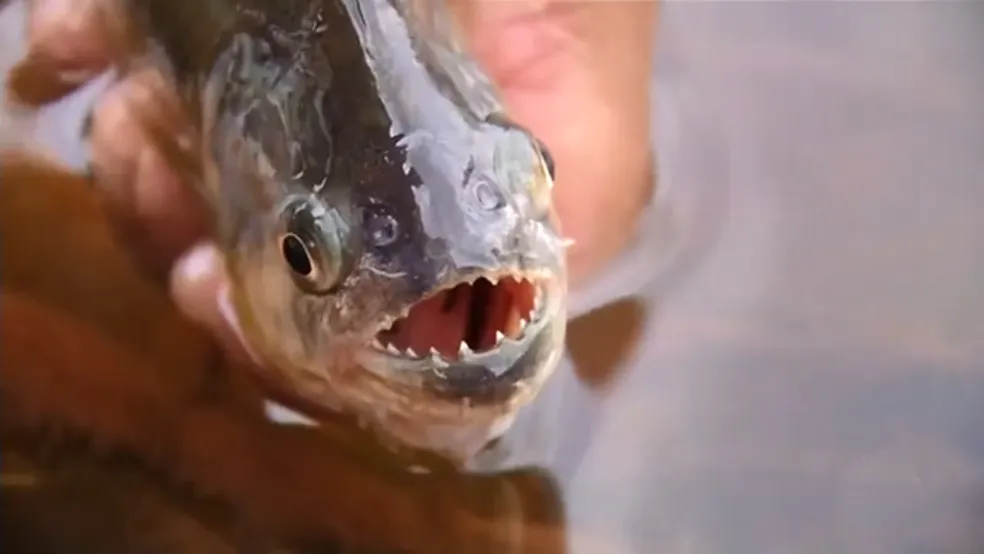 Banhistas sofrem ataque de piranhas em praia no interior de SP