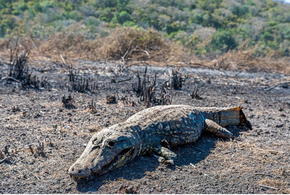 Pantanal: incêndio de 2024 supera o registrado no mesmo período de 2020, ano recorde de queimadas