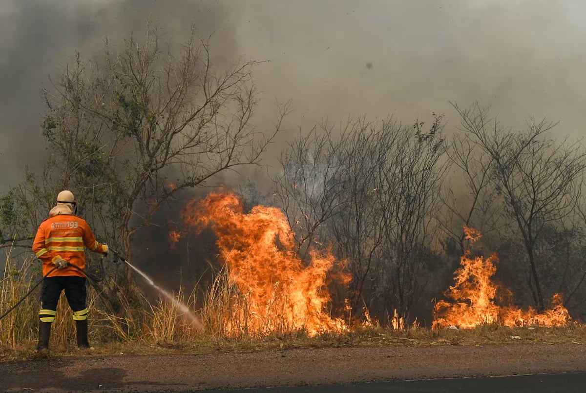 Incêndio no Pantanal devastou santuário de araras-azuis