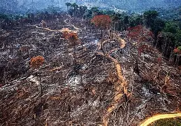🚨 Alerta na Floresta: Desmatamento na Amazônia dispara em maio e acende sinal vermelho