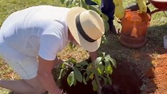 🌳 Lula planta baobá no Alvorada enquanto a Amazônia arde