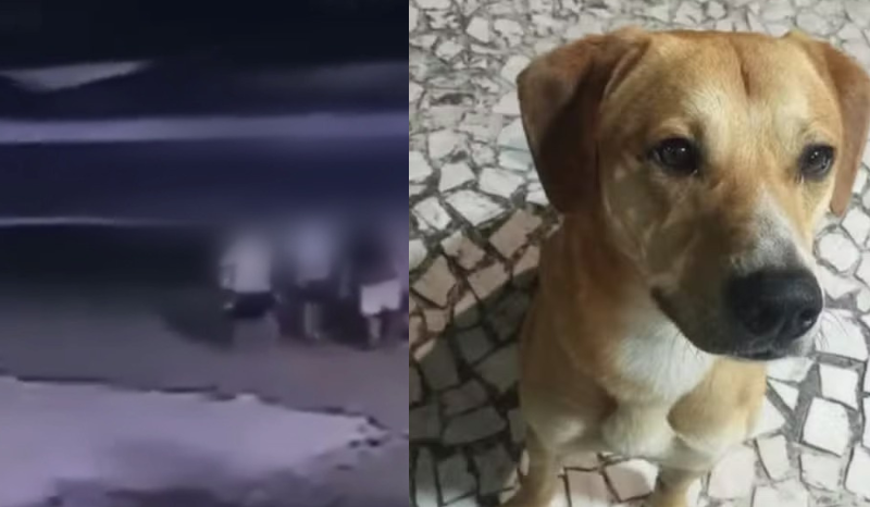 Vídeo mostra grupo suspeito de matar Orelha tentando afogar outro cachorro em SC