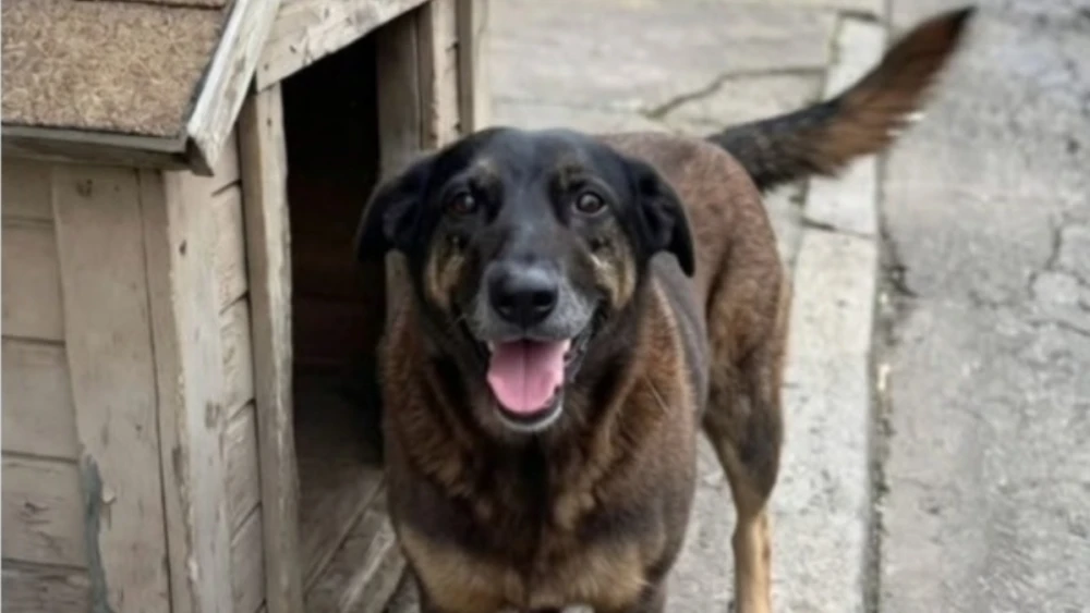 Justiça manda redes apagarem fotos e dados de adolescentes suspeitos de matar o cão Orelha