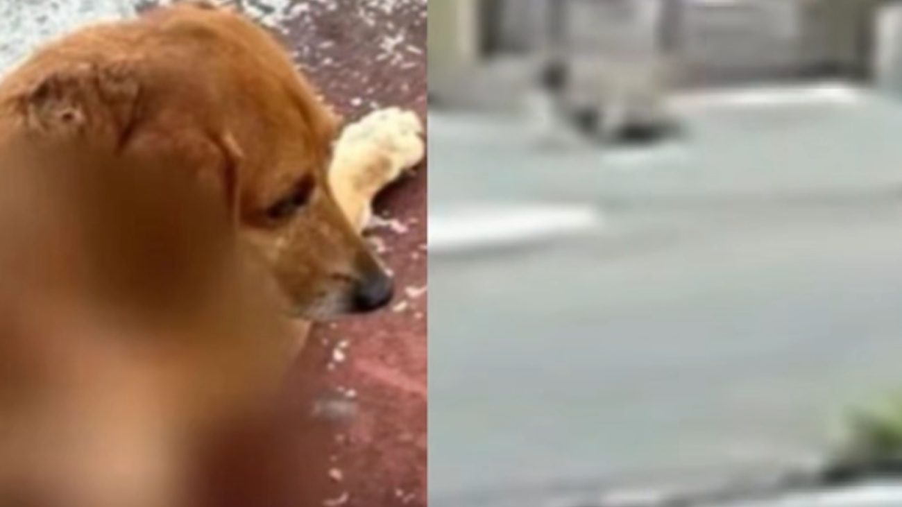 Crueldade sem limites: mulher é acusada de queimar cachorro comunitário com líquido quente em Goiânia