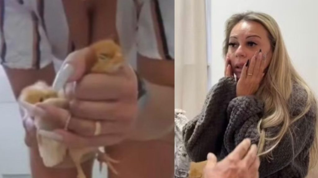 Horror na internet: mulher é presa em São Paulo suspeita de torturar e matar animais para lucrar com vídeos de crueldade