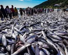 Proibição da pesca da tainha revolta pescadores e acende embate entre Santa Catarina e governo federal