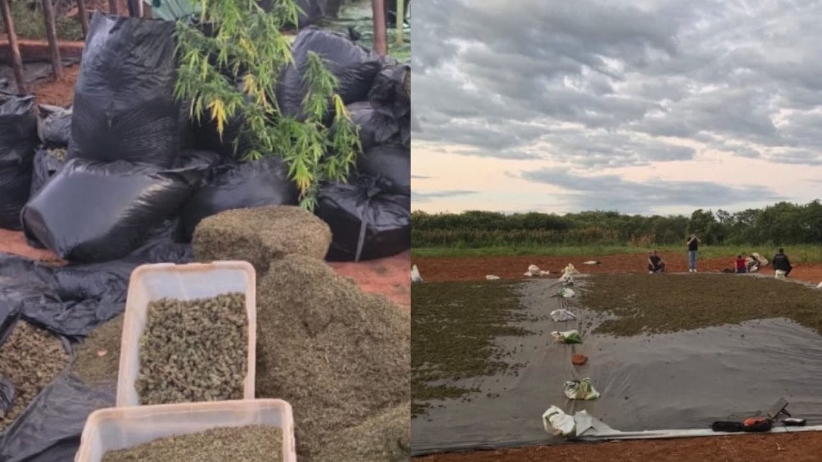 Dono de fazenda onde polícia encontrou quase trezentos mil pés de maconha é preso temporariamente no Ceará