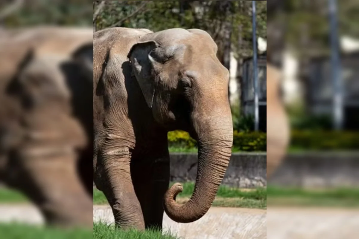 Elefante Sandro é transferido para santuário com ar-condicionado, cuidados especiais e 700 kg de alimento