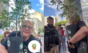 Candidato leva pé de maconha para ato de campanha em BH e termina com planta apreendida pela PM Candidato leva pé de maconha para ato de campanha em BH e termina com planta apreendida pela PM